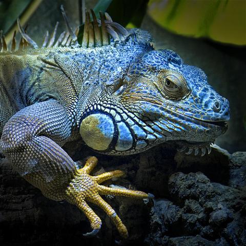 La iguana azul está en peligro de extinción