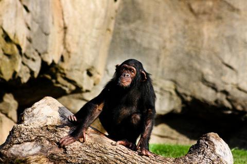 Los chimpancés y la muerte
