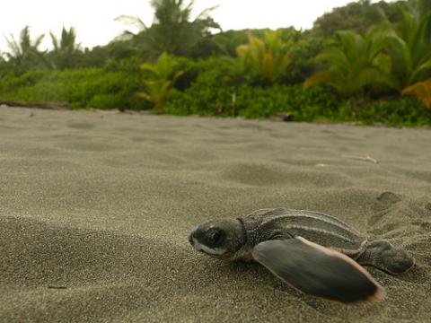 Tortuga laud (Dermochelys coriacea)