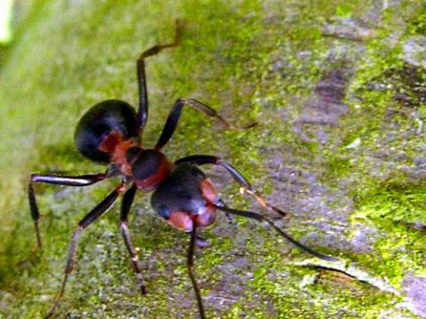 Las hormigas se comportan de manera extraña