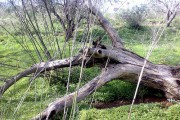En España crece la biodiversidad