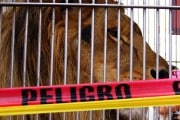 Animales de circo (I)