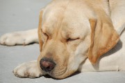 3473Programa de donantes de tejidos para animales