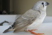 3571Las relaciones estables de las aves