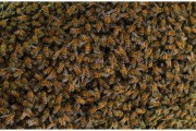 Investigan la muerte de abejas españolas por un microchip