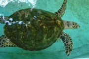 Tortugas en peligro