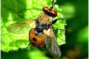 Animales más pequeños: otra consecuencia del calentamiento global