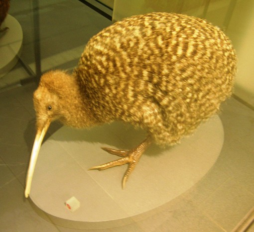 El kiwi es un pájaro neozelandés en peligro de desaparición