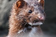 4283Introducción de especies exóticas. El ejemplo del visón americano