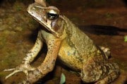 Ranas en peligro buscan novio