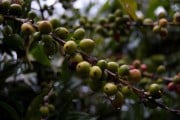 4967El café se adapta a los cambios