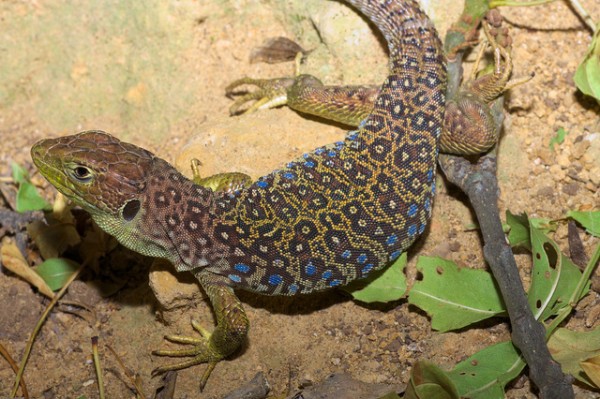 El lagarto ocelado sirvió de alimento a las personas