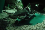 Monstruos en el pantano de Iznájar