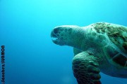 Edad reproductiva de las tortugas