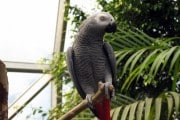 El loro gris africano