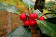 5252El acebo y la poinsetia, omnipresentes en Navidad