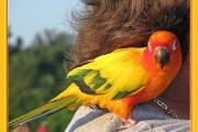 Cotorras del sol