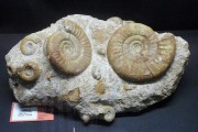 La Sociedad Española de Paleontología