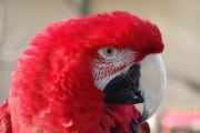 El guacamayo rojo de alas verdes