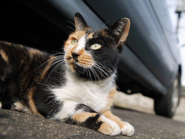 Al gato manx le caracteriza su falta de cola, o el pequeño tamaño de ésta