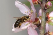 Abejas desaparecidas