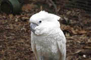 Cacatúa alba
