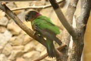 El loro cacique