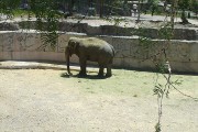Adiós al elefante de Sumatra
