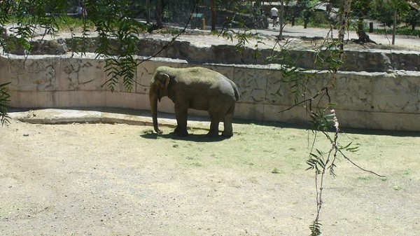 El elefante de Sumatra peligra, debido a la deforestación de su hábitat