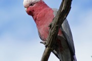 Cacatúa galah