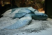 Tortuga varada en Adra