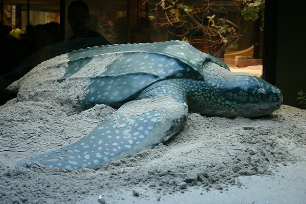 Una tortuga laúd ha quedado varada en las costas almerienses de Adra