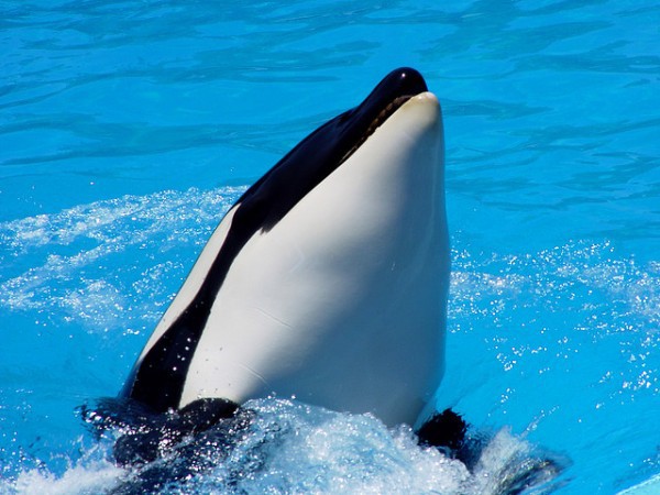 Morgan es una orca nacida en libertad, que ahora vive en un delfinario de Tenerife
