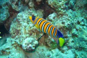 Peces perjudicados por emisiones de CO2