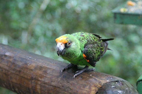 El loro jardinero El loro jardinero (Poicephalus senegalus) es un ave de origen africano