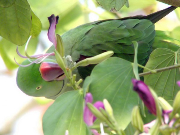 Cotorras alejandrinas Las cotorras alejandrinas son loros verdes originarios de ciertos paÃses asiáticos