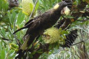 Cacatúa fúnebre coliamarilla
