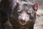 Nueva esperanza para el demonio de Tasmania