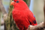 6732Lori rojo
