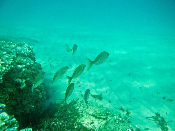 Reserva Illes Formigues reserva pesquera
