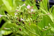 6507Las plantas y su horario de crecimiento