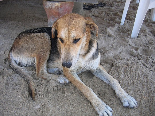 El infierno canino de Arbúcies Una vecina de Arbúcies mantiene, en un cercado, a cincuenta perros en un estado deplorable