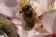 Insectos con personalidad