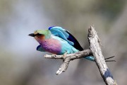 La carraca, pájaro del año