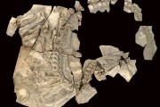 Microrraptor, un dinosaurio con mucha pluma