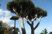 6986Las plantas también desaparecen