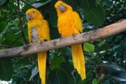 7420Aratinga guaruba