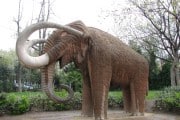 7076El hombre ayudó a la extinción de los mamuts