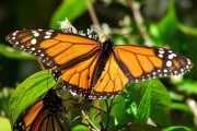 Mariposa Monarca