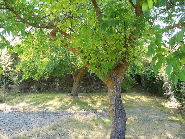 Los olmos y la grafiosis El olmo común (Ulmus minor) se vea afectado hace décadas por la enfermedad de la grafiosis